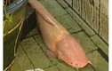 Một nông dân Đồng Tháp sở hữu 5 con cá trê màu hồng lạ