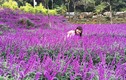 Ngẩn ngơ sắc tím oải hương tại thung lũng hoa ở cao nguyên Lào Cai
