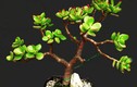 Cây ngọc bích: Loại cây nhỏ xinh hút tài lộc ai cũng muốn trồng