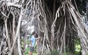 Ngắm những “cây thần”, tiền tỷ cũng không mua nổi ở Sài Gòn