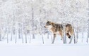 Chiêm ngưỡng thiên nhiên đẹp mê hồn qua ảnh National Geographic