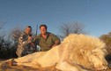 Nam Phi: Nuôi sư tử cho dân chơi lắm tiền bắn chết, thu 400 triệu/lần