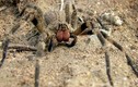 "Nhện lang thang Brazil", một trong những loài nhện độc nhất hành tinh