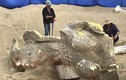 Bất ngờ tìm thấy đầu tượng nhân sư khổng lồ ở Mỹ