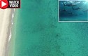Khiếp hãi cảnh 10.000 cá mập "bao vây" du khách đen đặc bờ biển Mỹ