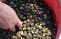Lật từng viên đá bắt “lộc biển” kiếm nửa triệu đồng mỗi buổi