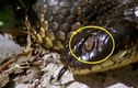 Loài khiến hầu hết rắn hổ kịch độc mù mắt trên đảo Úc