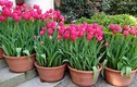 Trồng và chăm sóc hoa Tulip cho hoa nở đẹp như ý muốn