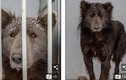 Sinh vật bí ẩn thân chó, mặt gấu lang thang trên phố ở Nga