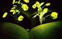 Biến cải xoong thành... đèn bàn đọc sách