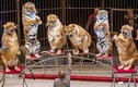 Video: Hổ, sư tử béo núng nính diễn xiếc như hề ở Nga