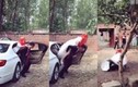 Video: Mất đà, chú rể cõng cô dâu ngã lăn xuống đất