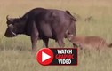 Video: Bị linh cẩu ngoạm “của quý”, trâu rừng chết thảm