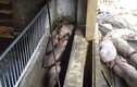 Hoả hoạn do chập điện, gần 1.200 con lợn chết ngạt