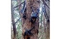 Hàng ngàn cáo bay bị trời “nướng chín”, rơi lả tả ở Úc