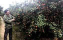 Bỏ phố thị về trồng cam Canh: Anh nông dân đón Tết hơn 3 tỷ đồng