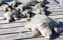 3.000 rùa biển “lăn quay” bất tỉnh vì giá rét kỷ lục ở Mỹ
