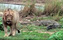 Video: Sư tử vả vào mặt cá sấu khổng lồ vì dám tranh ăn