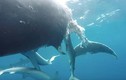 Video: 20 con cá mập xanh xé xác cá voi khổng lồ