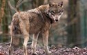 Chó sói lần đầu xuất hiện tại Bỉ sau 100 năm vắng bóng