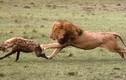 Đàn linh cẩu nhận cái kết đắng khi cậy đông giành mồi của sư tử