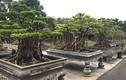 Cây cảnh trăm tỷ hiếm có trong vườn đại gia Hà thành