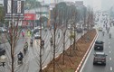 Trồng phong lá đỏ, đường phố Hà Nội sẽ giống châu Âu, Hàn Quốc?