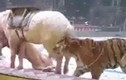 Video: Đang diễn xiếc cùng nhau, hổ và sư tử quay ra cắn xé ngựa