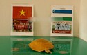 Rùa vàng lại dự đoán kết quả trận đấu U23 Việt Nam và Uzbekistan