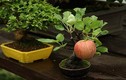 Ngắm chậu bonsai mini siêu đẹp hút khách dùng trang trí nhà dịp Tết