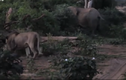 Video: Sư tử vồ voi con, voi mẹ giận dữ tung đòn nghênh chiến