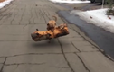 Video: Kinh ngạc với chú chó tha khúc gỗ cực nặng làm đồ chơi