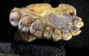 Phát hiện hóa thạch có thể viết lại lịch sử loài người