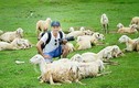 Đồng cừu đầu tiên "đốn tim" dân "phượt" ở Nghệ An