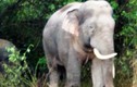 Người dân lo mất Tết vì voi rừng tàn phá rẫy trái cây