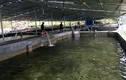 Trại cá nước lạnh "khủng" nhất nơi thượng nguồn sông Cầu