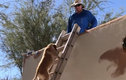 Video: Chó biết leo thang lên mái nhà