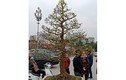 Cây mai “khủng” được đại gia Ninh Bình mua giá 180 triệu đồng