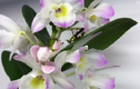 Video: "Bông hoa" vươn mình thành bọ ngựa bắt châu chấu cực nhanh
