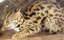 Video: Mèo rừng quý hiếm có bộ lông báo gấm vừa xuất hiện ở Hà Tĩnh