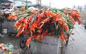 Hoa tươi rớt giá thảm hại, người bán vứt đống trong thùng rác