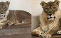 Kỳ lạ sư tử cái 18 tuổi mọc bờm như con đực