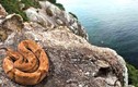 Video: Hòn đảo có 400.000 rắn nọc cực độc phá hủy cơ thể người