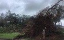 Video: Siêu bão nhổ, cuốn bay cây cổ thụ ở Australia