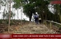 Video: "Đại thần mộc" nghìn năm tuổi ở Bắc Giang, không ai dám chặt