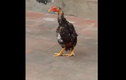 Video: Cười nghiêng ngả xem gà đi catwalk