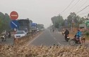 Video: Hàng ngàn con vịt sang đường đúng vạch đi bộ gây sốt MXH