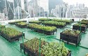 Ghé thăm những vườn rau "kì diệu" trên nóc nhà chọc trời ở Hồng Kông