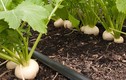 5 loại rau củ vừa là thức ăn vừa là thảo dược nên trồng trong vườn