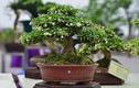 Ngắm bonsai mini đắt đỏ dành cho nhà giàu